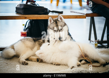 Gray Adult Siberian Husky Dog (Sibirsky husky) and young Samoyed playing on floor Stock Photo