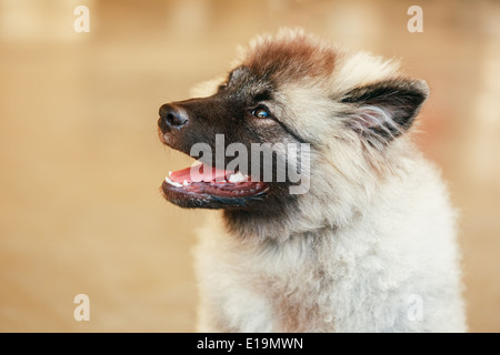 Gray Keeshound, Keeshond, Keeshonden dog (German Spitz) close up portrait on brown background Stock Photo