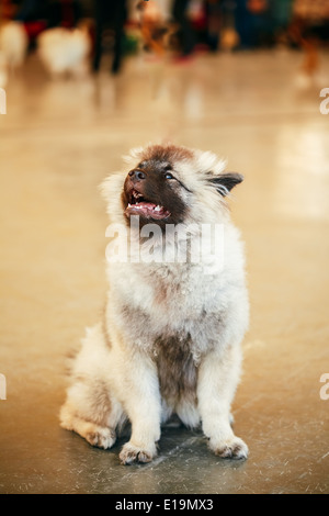 Gray Keeshound, Keeshond, Keeshonden dog (German Spitz) sitting, on bown floor Stock Photo