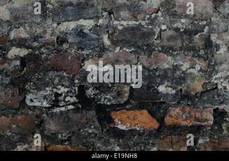 old bricks wall in cellar Stock Photo