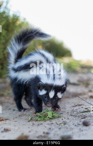 Striped polecat(Ictonyx striatus).Namibia Stock Photo