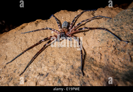 Huntsman spider, Sparassidae family, Clearwater Cave, Gunung Mulu national park, Malaysia Stock Photo