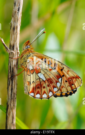 Pearl-bordered Fritillary Butterfly - Clossiana euphrosyne Underside Stock Photo