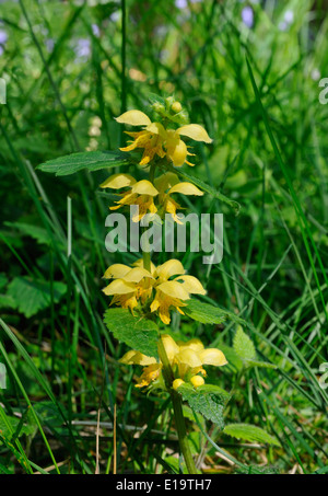 Yellow Archangel - Lamiastrum galeobdolon in woodland setting Stock Photo
