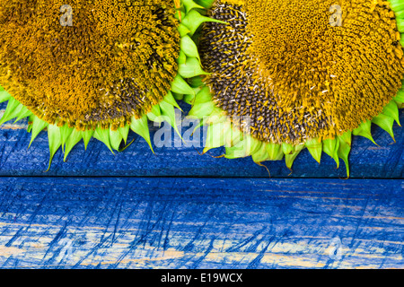 Two yellow sunflowers on a painted fence Stock Photo