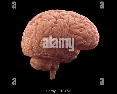 Brain side view - human anatomy Stock Photo - Alamy