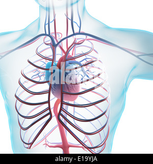 Human circulatory system - medical illustration Stock Photo