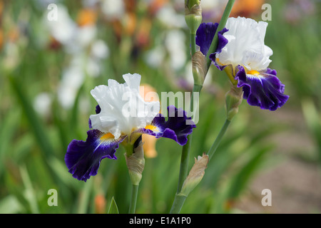 Tall Bearded Iris Noctambule flower Stock Photo