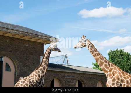 Giraffes at London Zoo Stock Photo