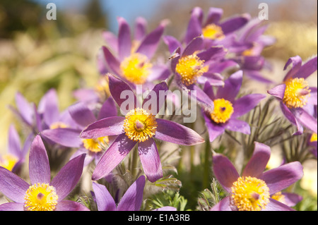 Pulsatilla vulgaris little low plum flowers treasured garden plant Barton's pink purple Stock Photo