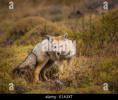 Gray fox in Chile's Torres del Paine national park Stock Photo