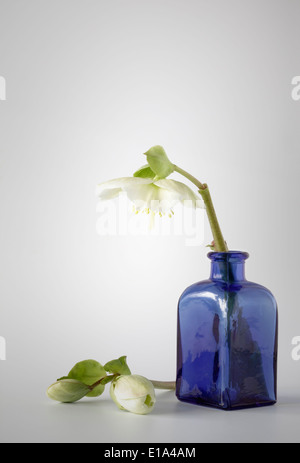 White Hellebores with blue Glass Bottle