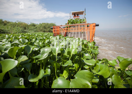 Water Hyacinth (Eichhornia Crassipes) harvester on Lake Victoria. Stock Photo
