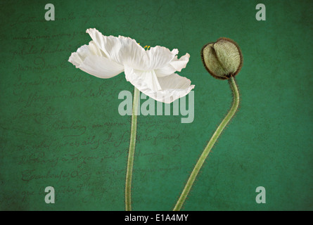 White Poppy and Bud on textured scripted background Stock Photo