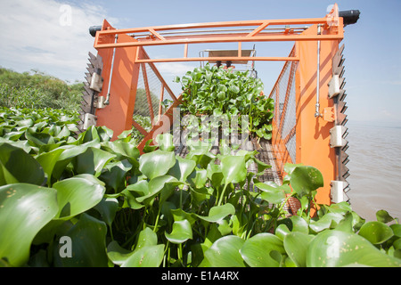 Water Hyacinth (Eichhornia Crassipes) harvester on Lake Victoria. Stock Photo