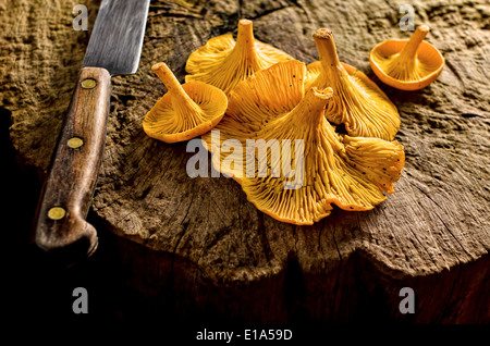 A grouping of freshly picked chanterelle mushrooms against a rustic log background. Stock Photo