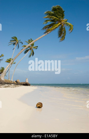 palm beach with Cocospalm (Cocos nucifera) Stock Photo