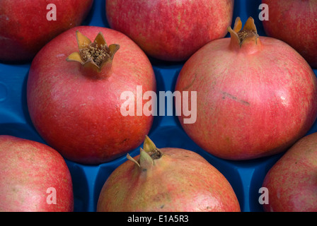 pomegranate (Punica granatum) Stock Photo