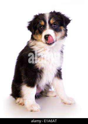 Miniature Australian Shepherd puppy dog sitting licking face isolated Stock Photo