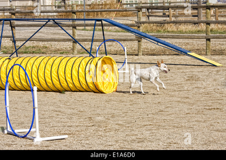Dog being trained in agility coming out of tunnel Stock Photo