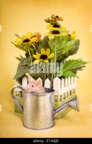 https://l450v.alamy.com/450v/e1a6j0/mouse-in-watering-can-with-flowers-on-yellow-background-e1a6j0.jpg