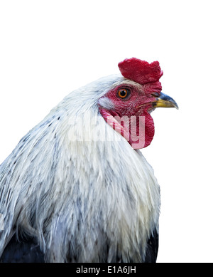 Black and white rooster head shoot isolated on white background Stock Photo