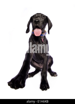 Adorable black Great Dane puppy with big paw out isolated on white background Stock Photo