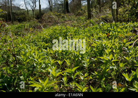 Dog's mercury, Mercurialis perennis, flowering in a light woodland setting on the Berkshire Downs Stock Photo