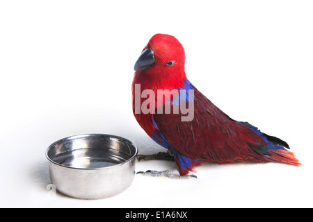 Eclectus Parrot with water dish isolated on white background Stock Photo