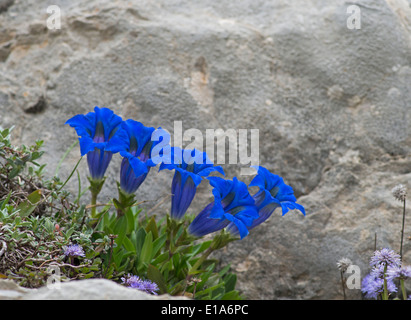 Trumpet Gentian: Gentiana acaulis. Provence, France. Stock Photo