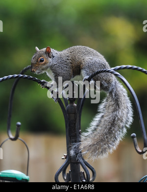 Grey squirrel Sciurus carolinensis works out a way to get to a garden birdfeeder UK Stock Photo