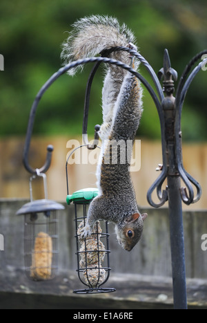 Grey squirrel Sciurus carolinensis works out a way to get to a garden birdfeeder UK Stock Photo