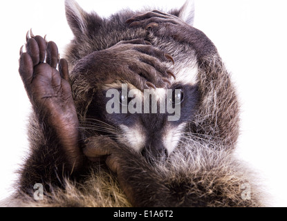 Raccoon covering face with hands isolated on white background Stock Photo