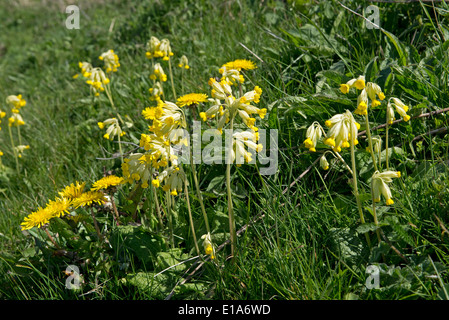 Cowslips, Primula veris, and dandelions, Taraxacum officinale, flowering on chalk downland in West Berkshire Stock Photo