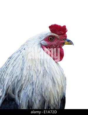 Black and white rooster head shot isolated on white Stock Photo