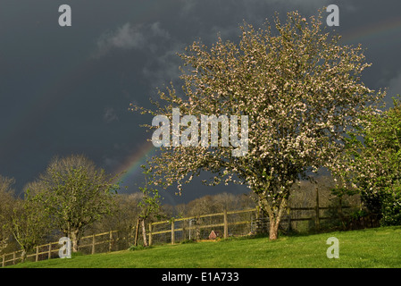 Dark sky with a vivid rainbow over a garden with a flowering crab apple tree on a showery spring day in West Berkshire Stock Photo
