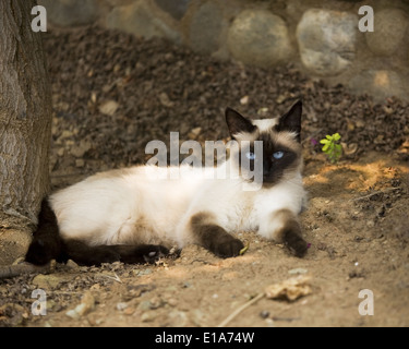 Seal point siamese cat lying down outdoors in the yard Stock Photo