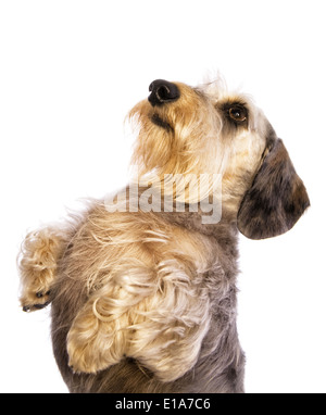 wheaton wire haired dachshund