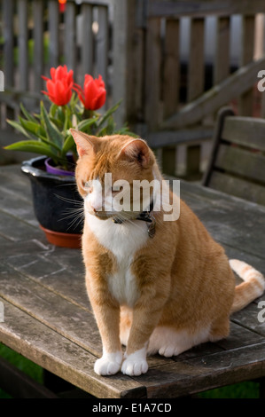 A female ginger fat with white bib and boots sitting on a garden table with red tulips behind Stock Photo