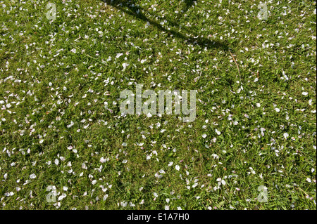 Apple blossom petals covering a grass lawn in an English garden fallen like snow as the flowers of the tree die Stock Photo