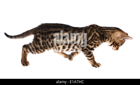 Bengal kitten walking looking down isolated on background Stock Photo