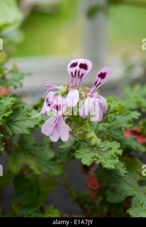 Pelargonium quercifolium Stock Photo