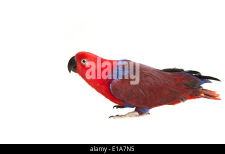 Eclectus Parrot sideview head down isolated on white background Stock Photo