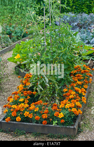 Companion planting Stock Photo