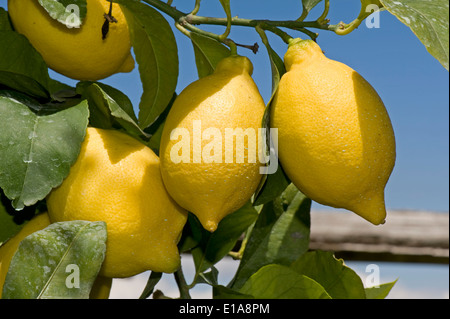 Ripe lemons on the tree near Sorrento and the Bay of Naples in Italy Stock Photo