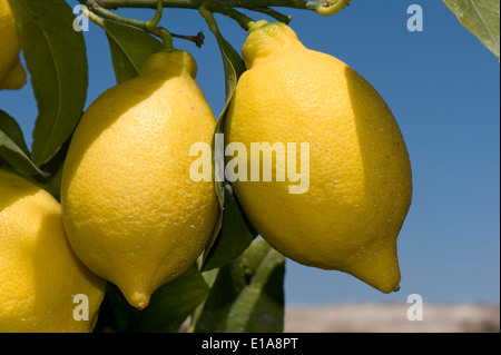Ripe lemons on the tree near Sorrento and the Bay of Naples in Italy Stock Photo