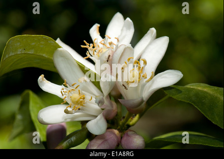 Lemon flowers with attendant ants on the tree near Sorrento and the Bay of Naples in Italy Stock Photo