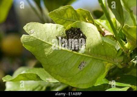 Sooty mould on the underside of a lemon leaf of a tree in fruit, Sorrento, Bay of Naples, Italy Stock Photo