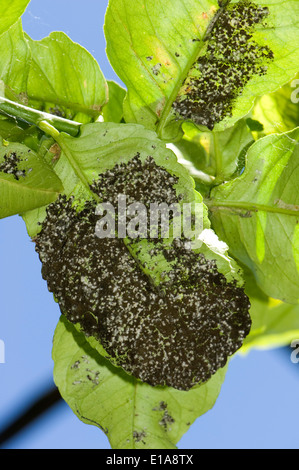 Sooty mould on the underside of a lemon leaf of a tree in fruit, Sorrento, Bay of Naples, Italy Stock Photo