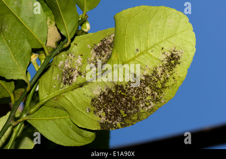 Sooty mould on the underside of a lemon leaf of a tree in fruit, Sorrento, Bay of Naples, Italy Stock Photo